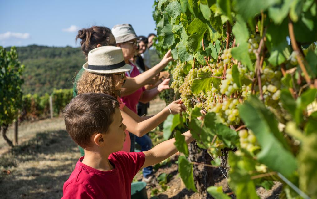Union des vignerons associés finaliste Millésime