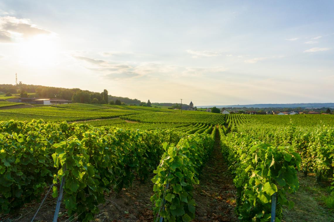 Vignoble Vignoble